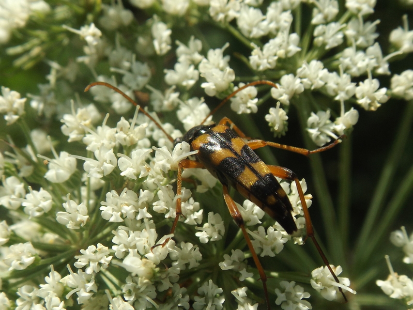 Strangalia attenuata - nyurgacincér