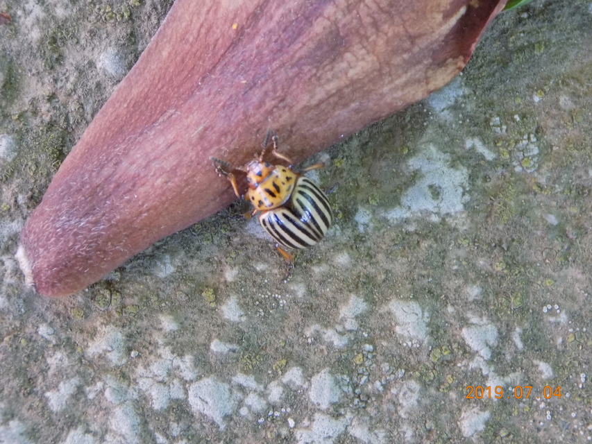 Leptinotarsa decemlineata - burgonyabogár