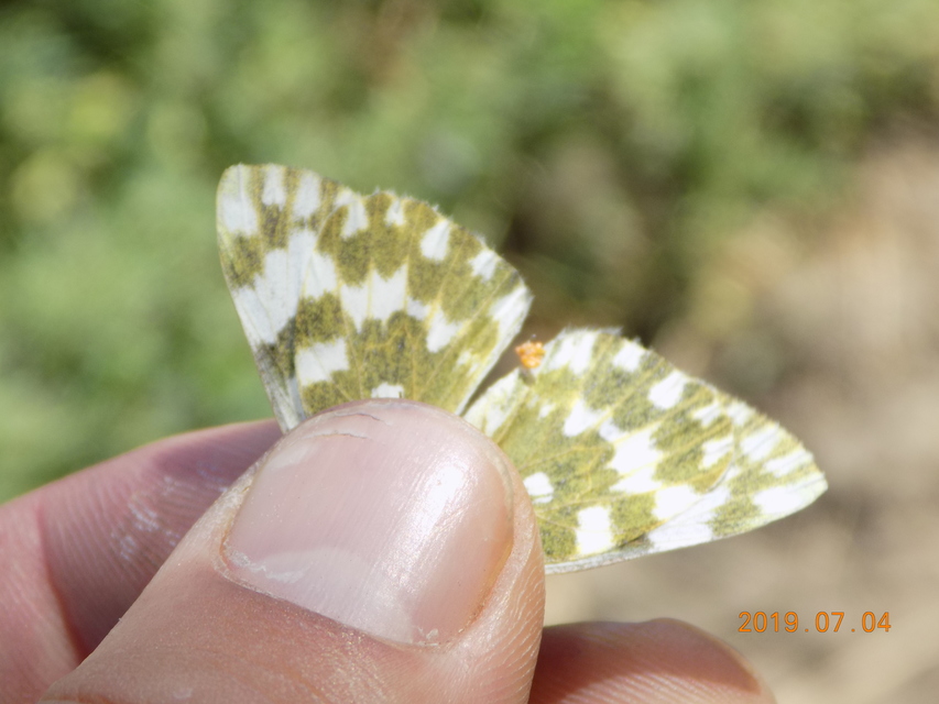Pontia edusa - rezedalepke
