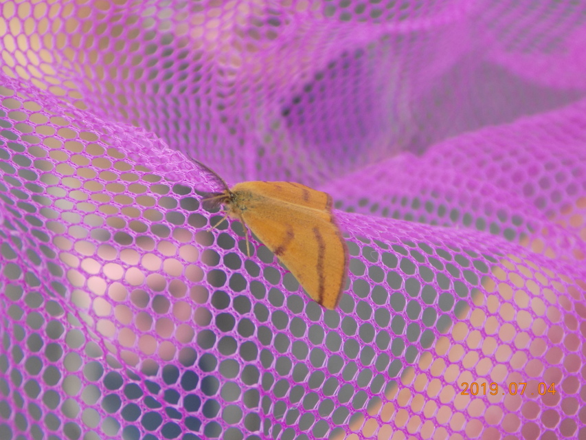 Lythria purpuraria - bíborsávos araszoló