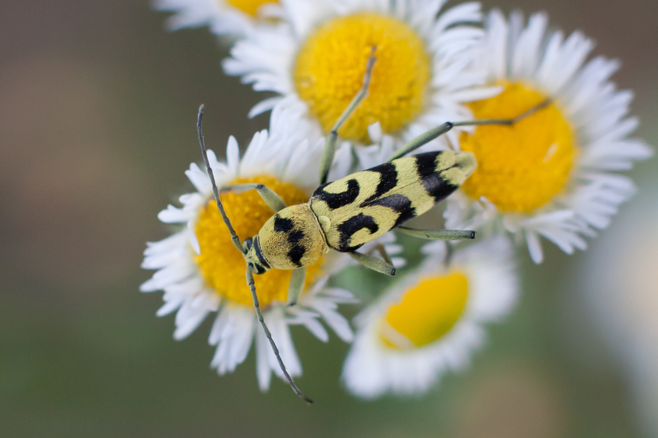 Chlorophorus varius - díszes darázscincér