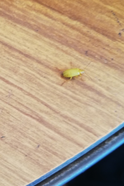 Cteniopus sulphureus - közönséges kénbogár Cteniopus sulphureus - közönséges kénbogár