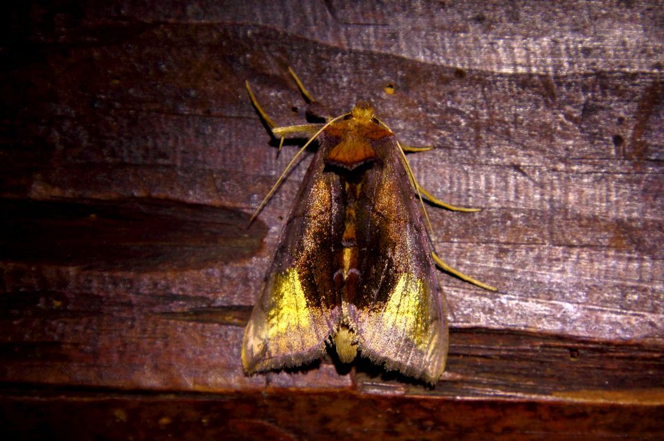 Diachrysia chryson - nagyfoltú aranybagoly