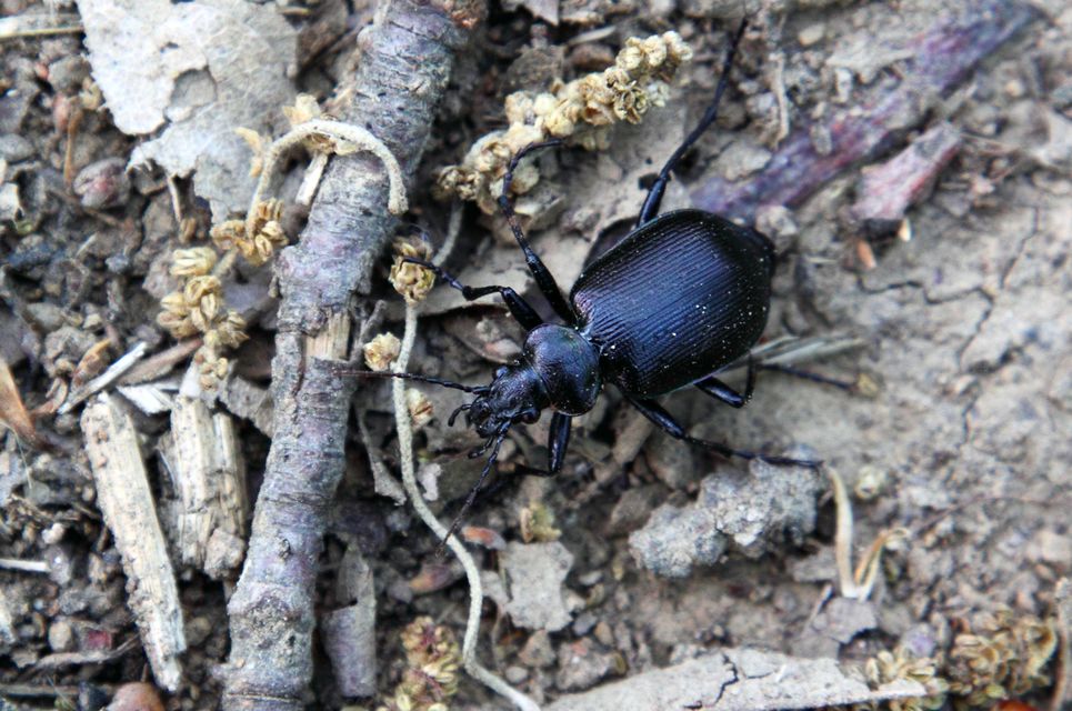 Calosoma inquisitor - kis bábrabló