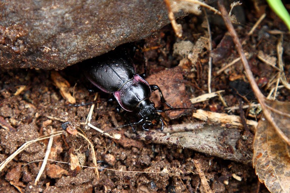 Carabus nemoralis - ligeti futrinka