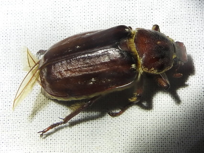 Anoxia orientalis - keleti cserebogár