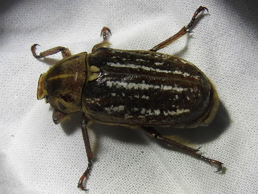 Anoxia orientalis - keleti cserebogár