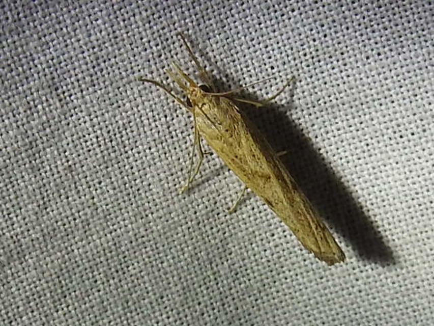 Pediasia contaminella - mocskos fűgyökérmoly