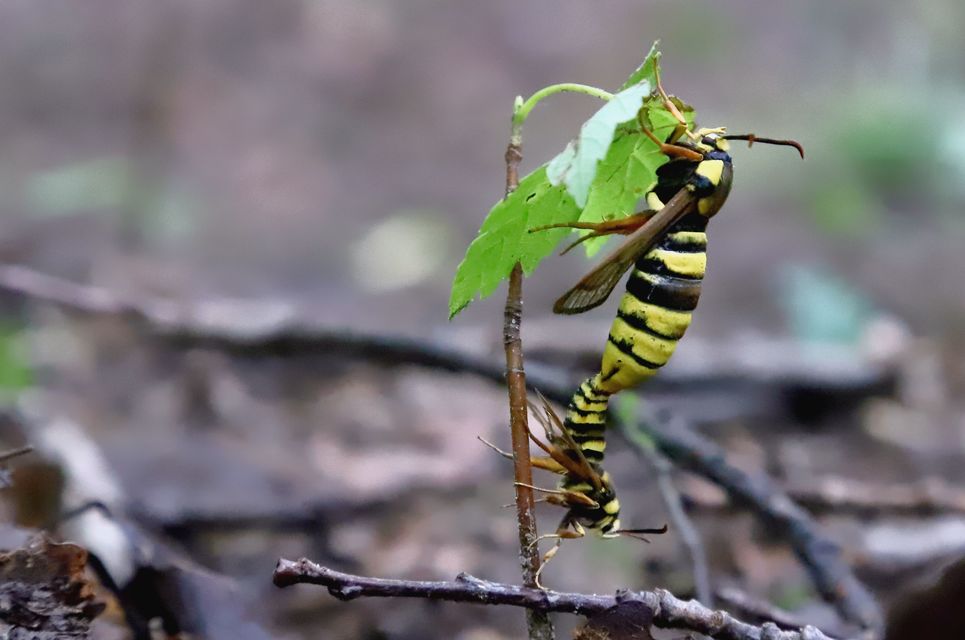 Sesia apiformis - darázslepke