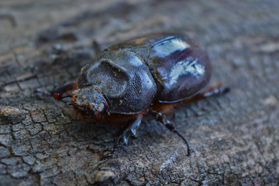 Oryctes nasicornis - orrszarvú bogár