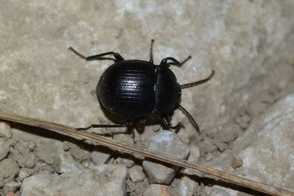 Accanthopus velikensis