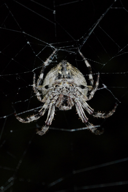 Araneus circe/angulatus
