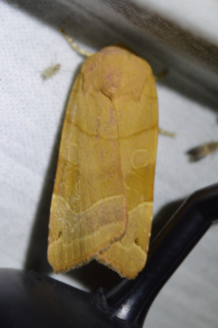 Noctua fimbriata - szélessávú sárgafűbagoly