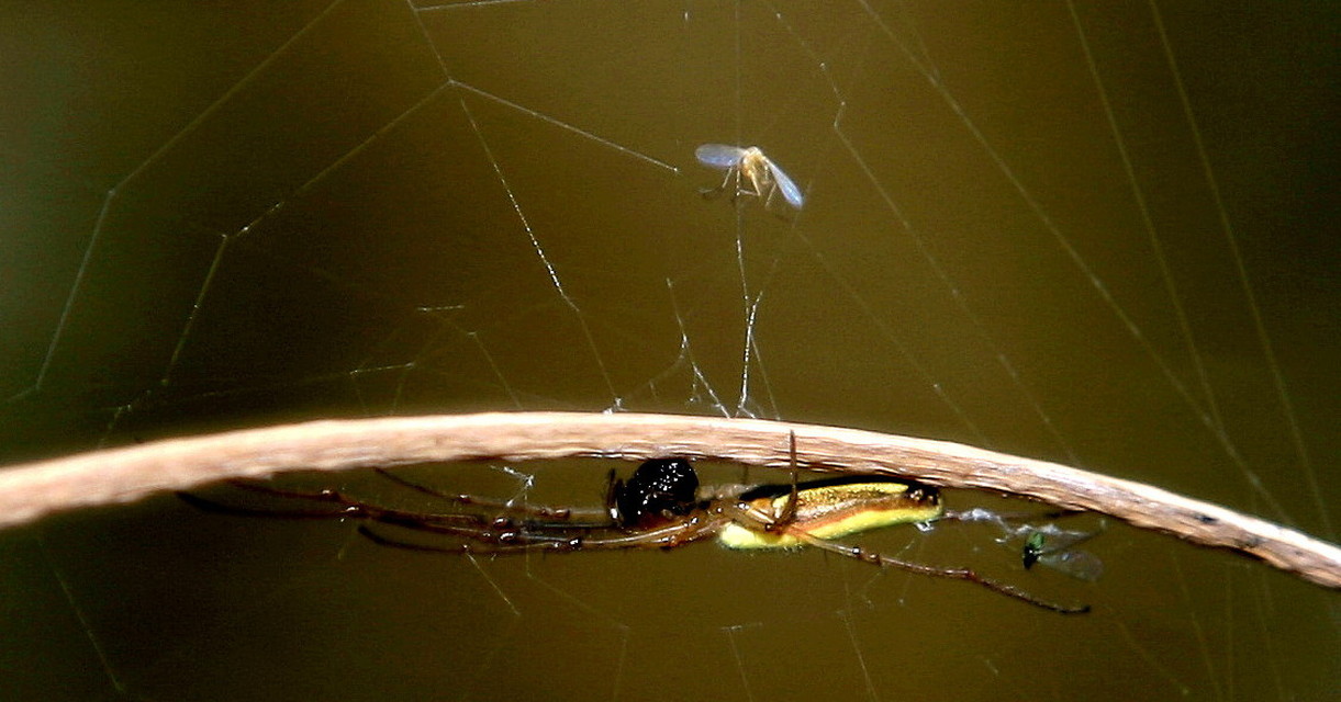 Tetragnatha