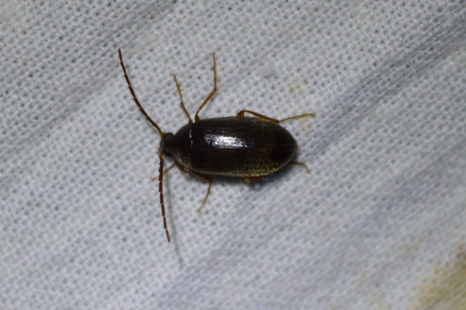 Hymenalia rufipes - rőtlábú alkonybogár