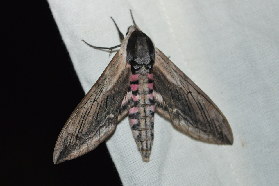 Sphinx ligustri - fagyalszender