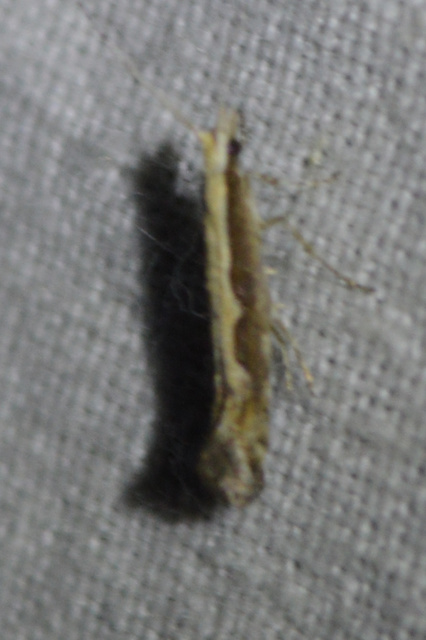 Plutella xylostella - káposztamoly