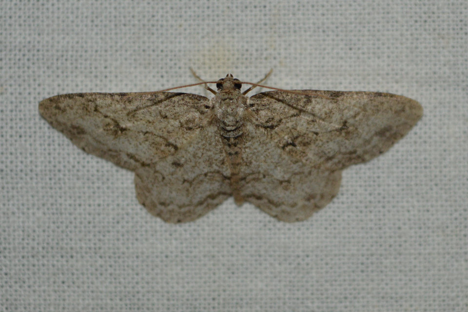 Ectropis crepuscularia - avararaszoló