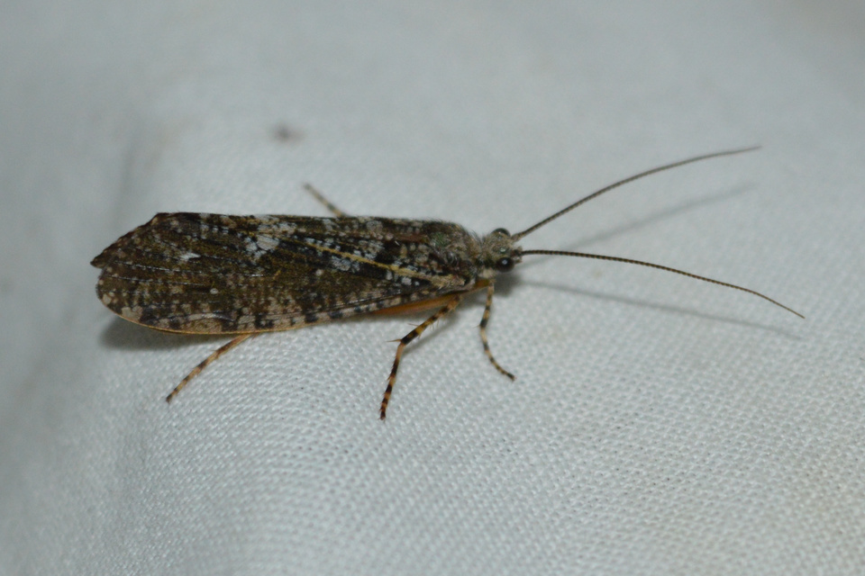 Trichoptera - Tegzesek