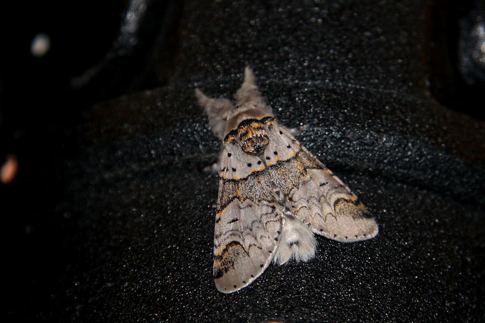 Furcula furcula - szürke púposszövő