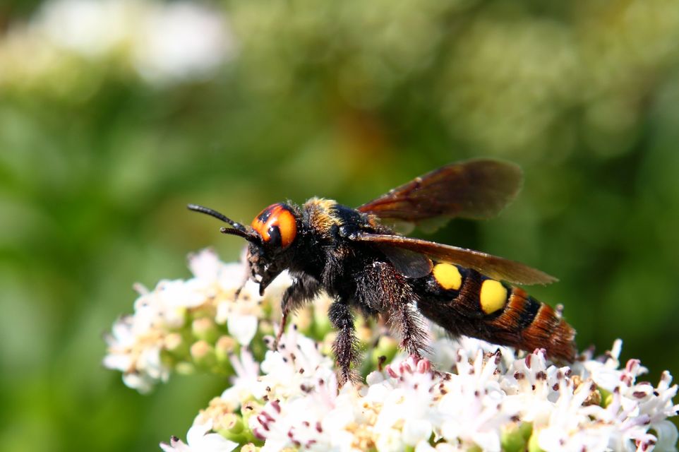 Megascolia maculata - óriás-tőrösdarázs