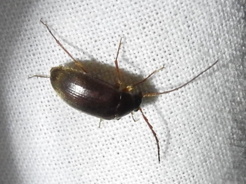 Hymenalia rufipes - rőtlábú alkonybogár