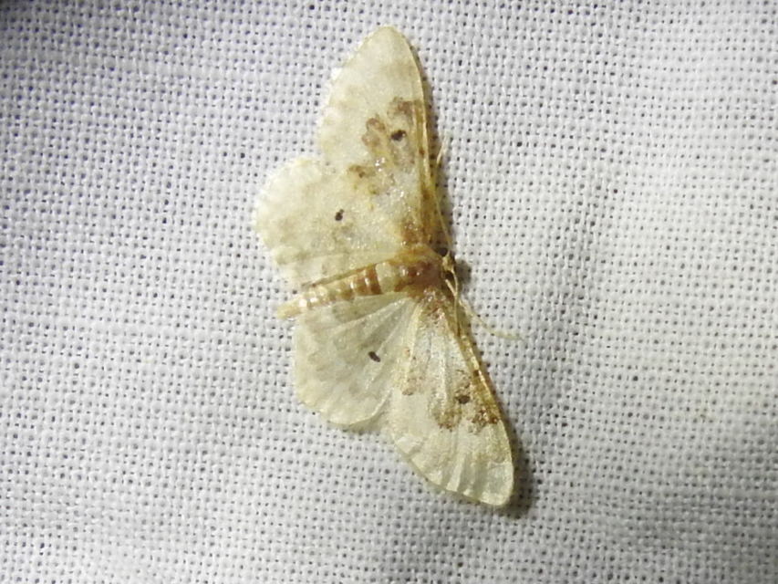 Idaea rusticata - tarka apróaraszoló