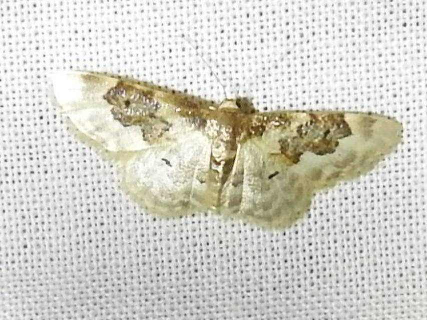Idaea rusticata - tarka apróaraszoló