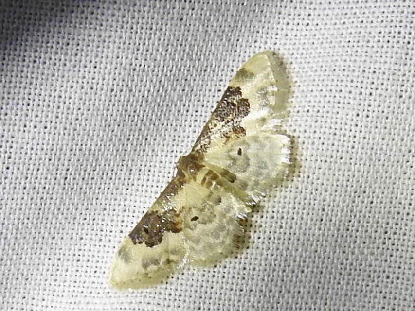 Idaea rusticata - tarka apróaraszoló