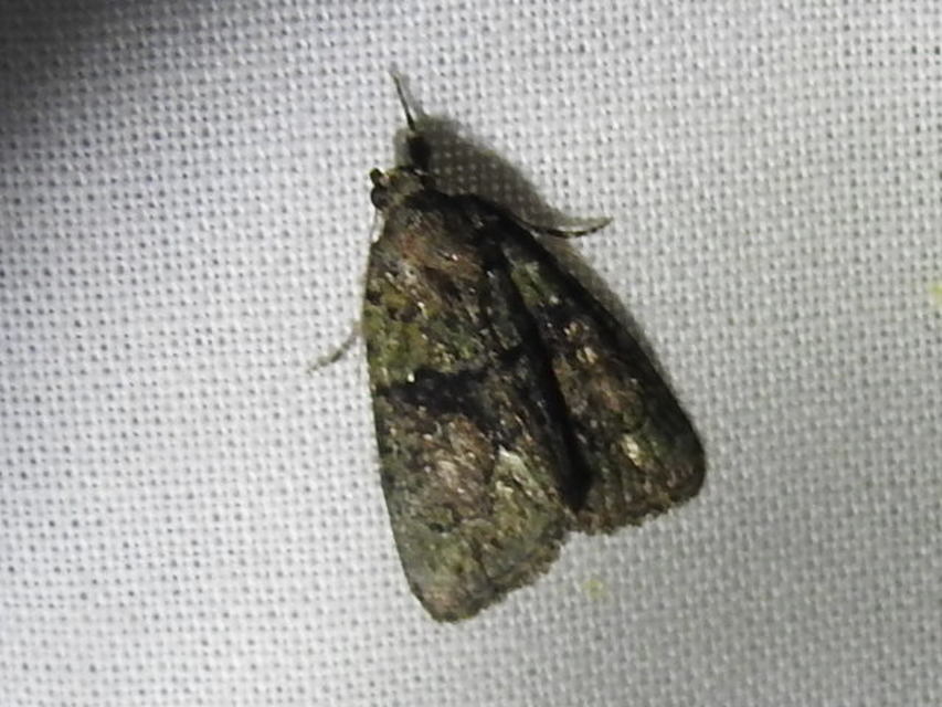 Cryphia algae - sárgászöld zuzmóbagoly