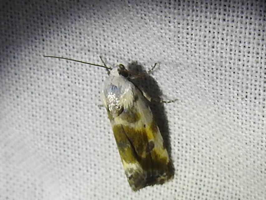 Ponometia candefacta - parlagfűbagoly