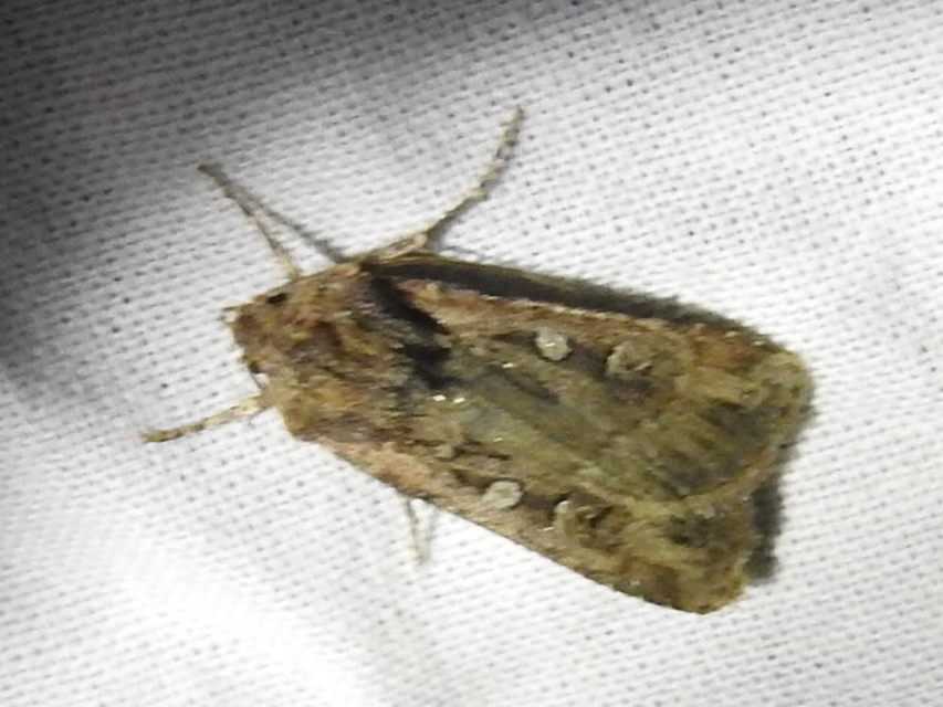 Euxoa