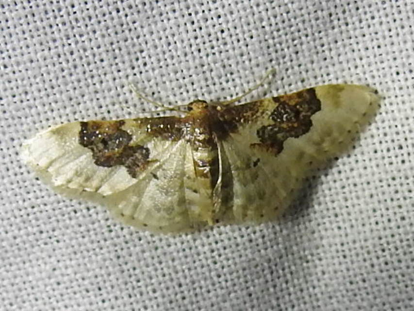 Idaea rusticata - tarka apróaraszoló