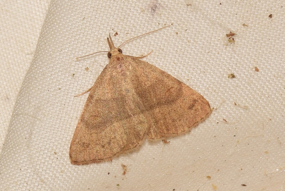 Paracolax tristalis - sárgás karcsúbagoly