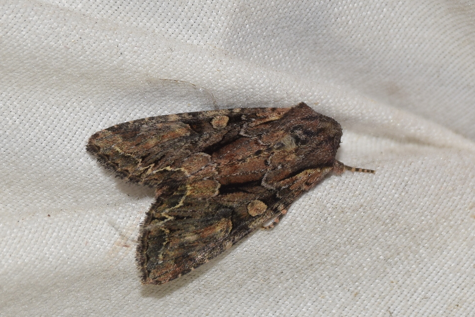 Lacanobia thalassina - borbolya-kertibagoly