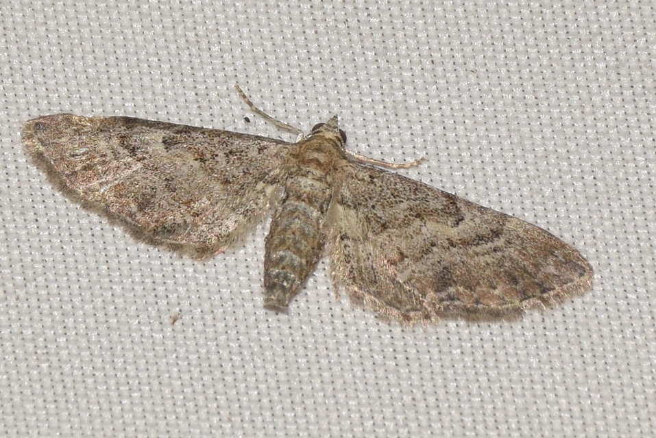 Eupithecia icterata - rozsdafoltos törpearaszoló