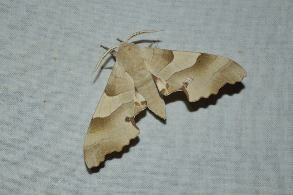 Marumba quercus - tölgyfaszender