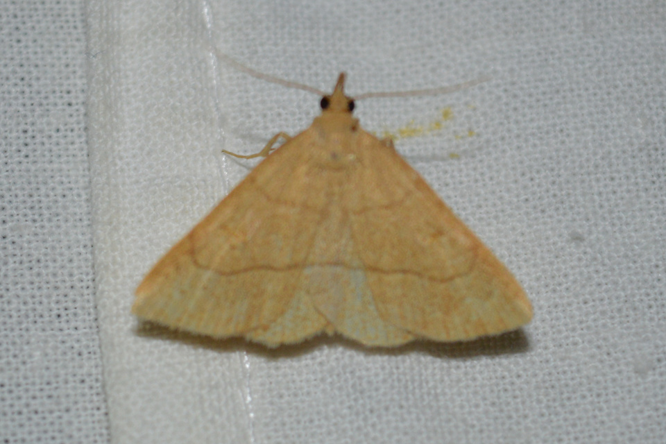 Paracolax tristalis - sárgás karcsúbagoly