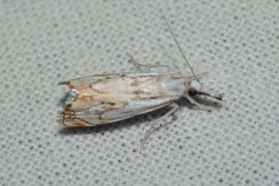 Catoptria falsella - hálós fűgyökérmoly