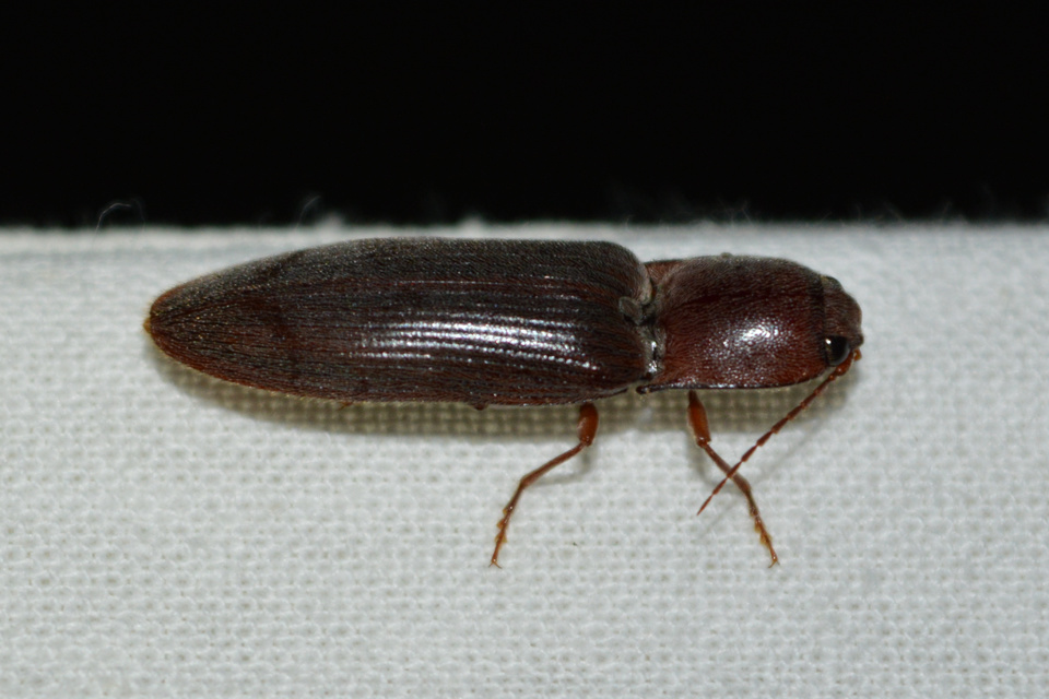 Stenagostus rhombeus - rombusznyakú pattanó