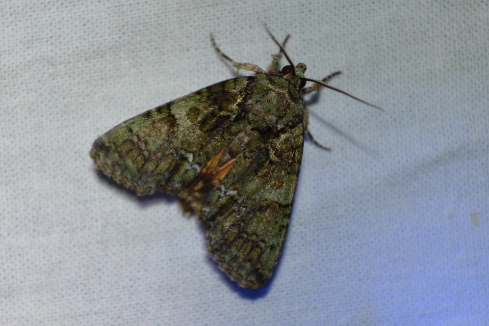 Polyphaenis sericata - selyemfényű erdeibagoly