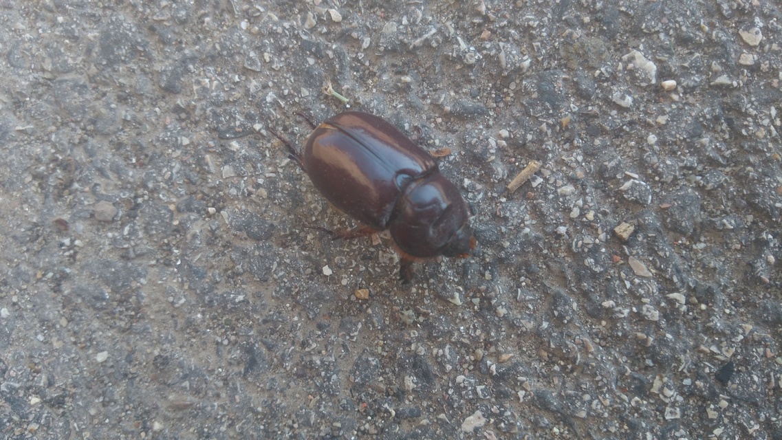 Oryctes nasicornis - orrszarvú bogár