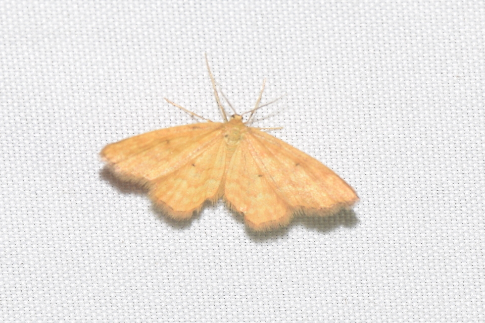 Idaea serpentata - kis sávosaraszoló
