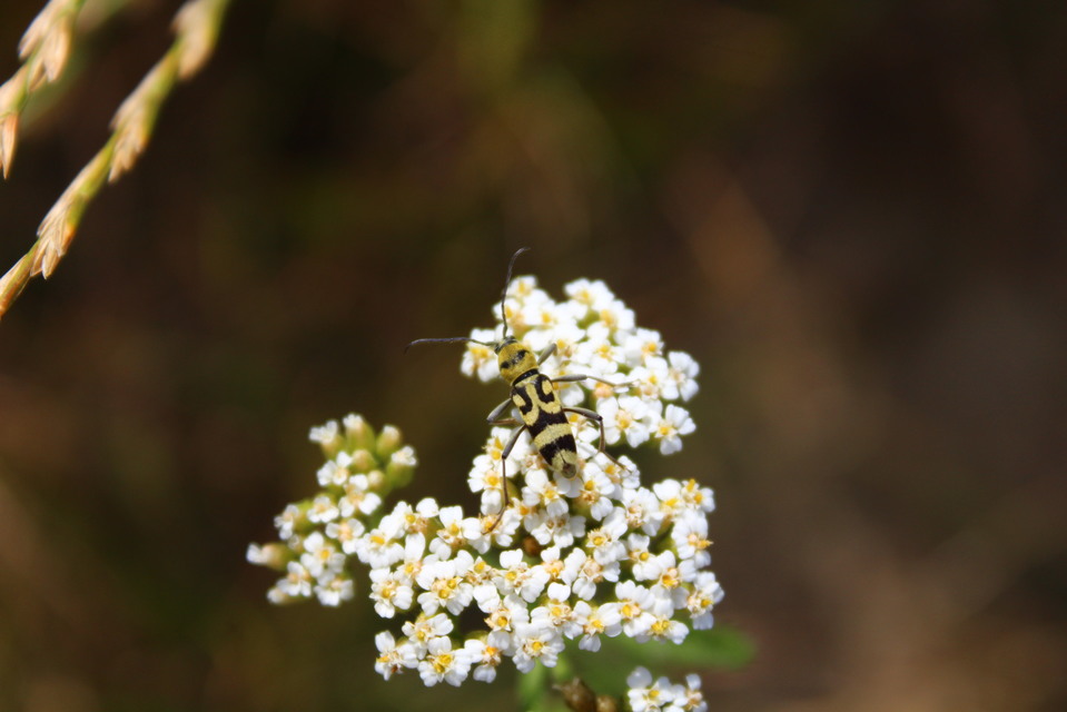 Chlorophorus varius - díszes darázscincér