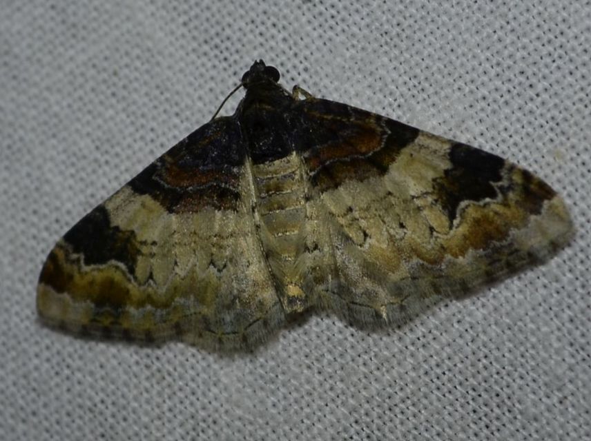 Catarhoe cuculata - csuklyás tarkaaraszoló