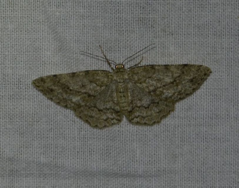 Ectropis crepuscularia - avararaszoló