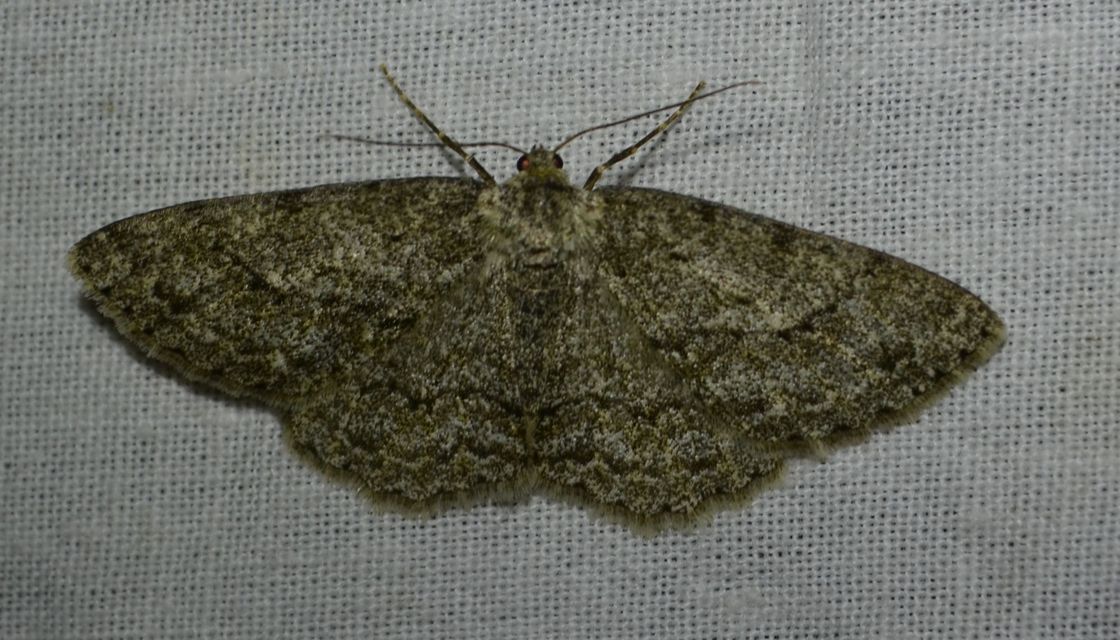 Ectropis crepuscularia - avararaszoló