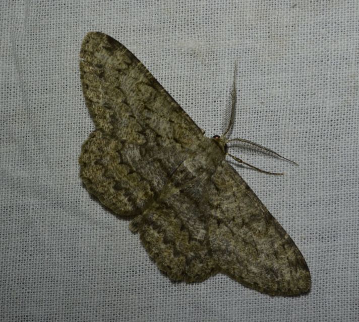 Hypomecis punctinalis - pettyes faaraszoló