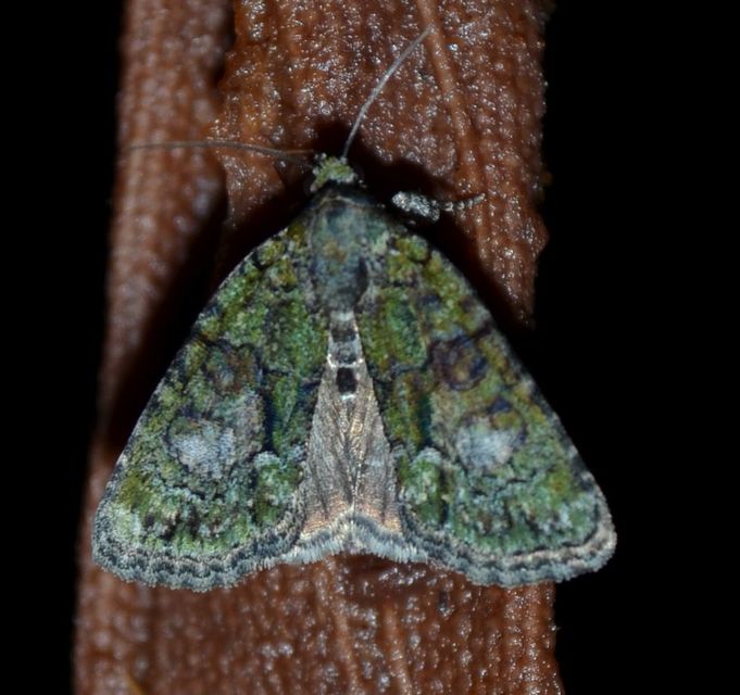 Cryphia algae - sárgászöld zuzmóbagoly