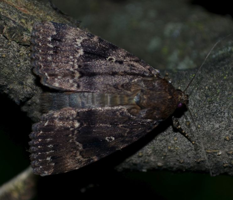 Amphipyra berbera/pyramidea